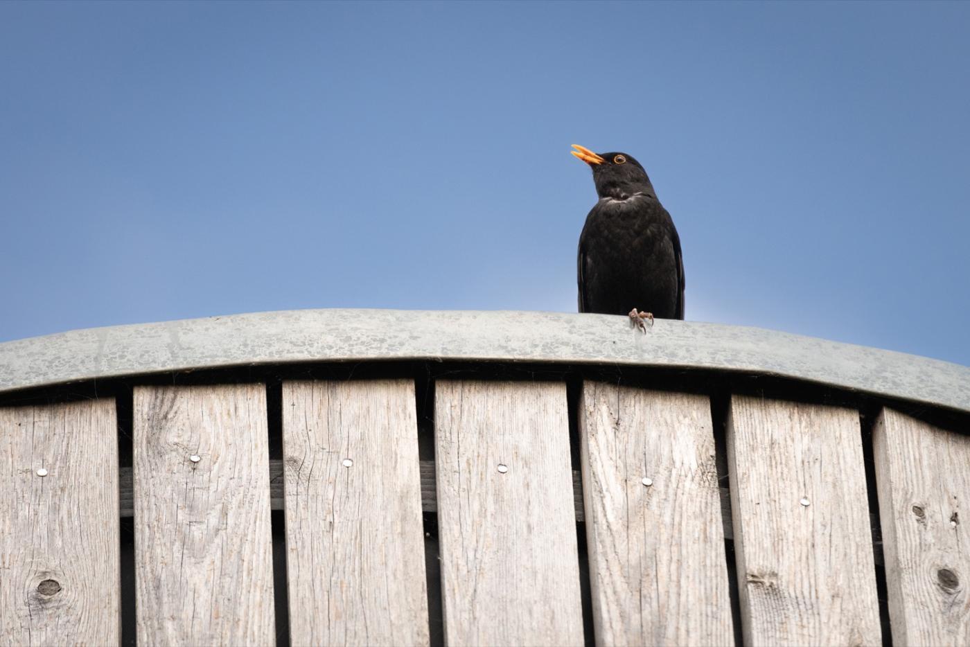 vogel op dak