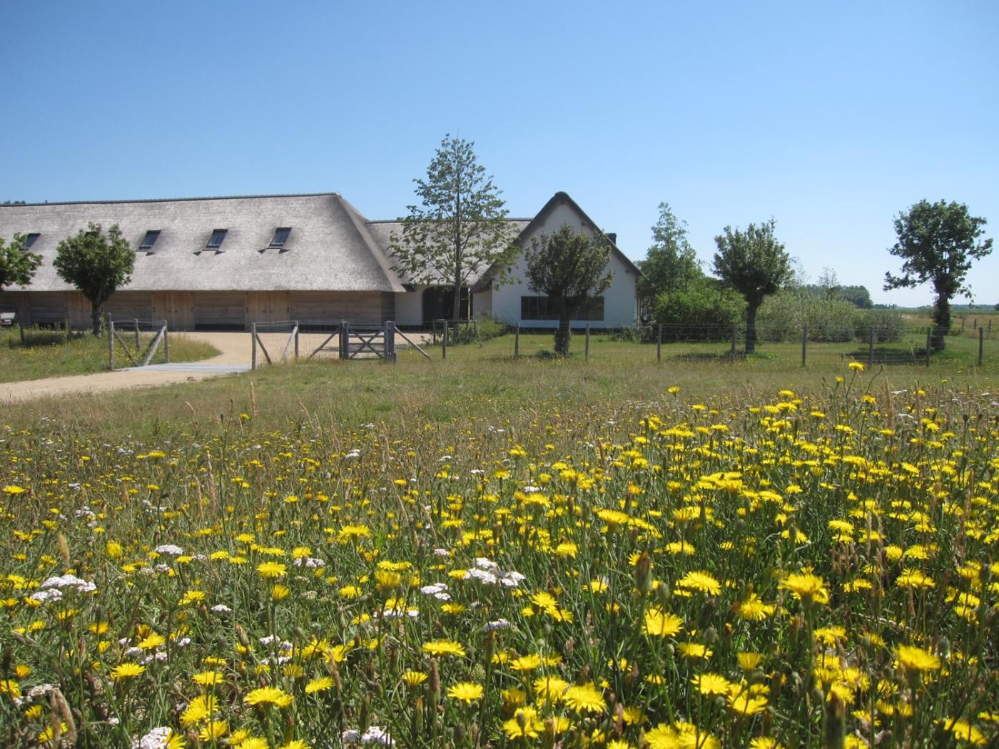 bloemen in natuurtuin