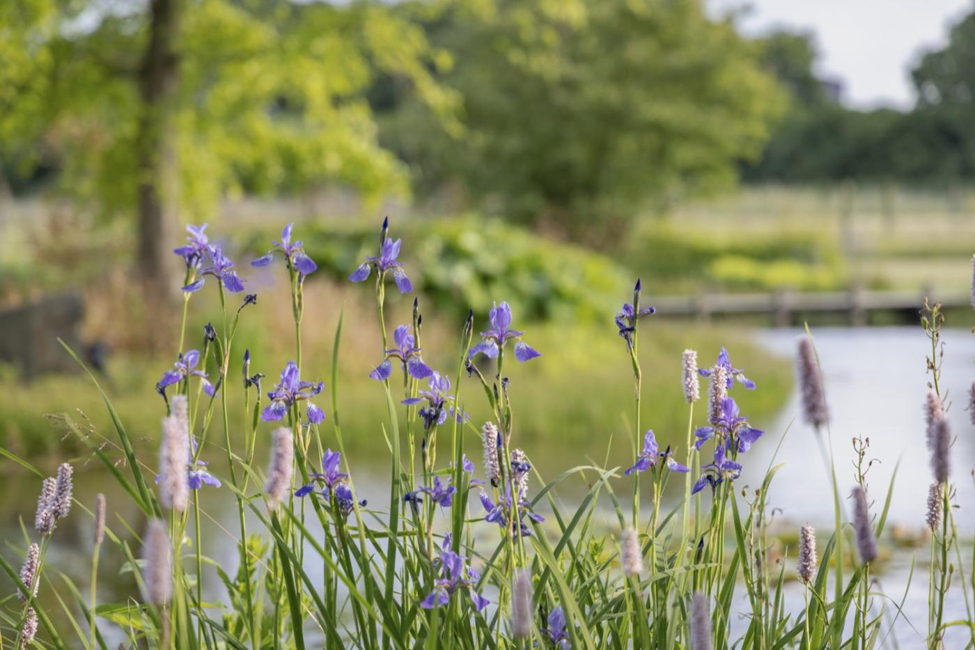 bloemen in villatuin