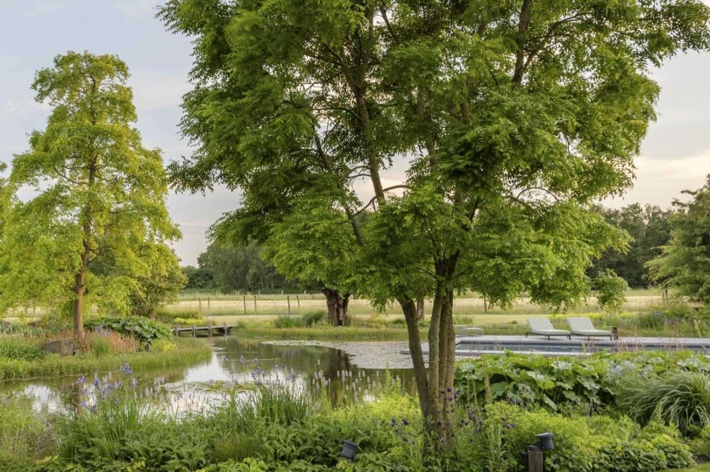 bomen bij vijver