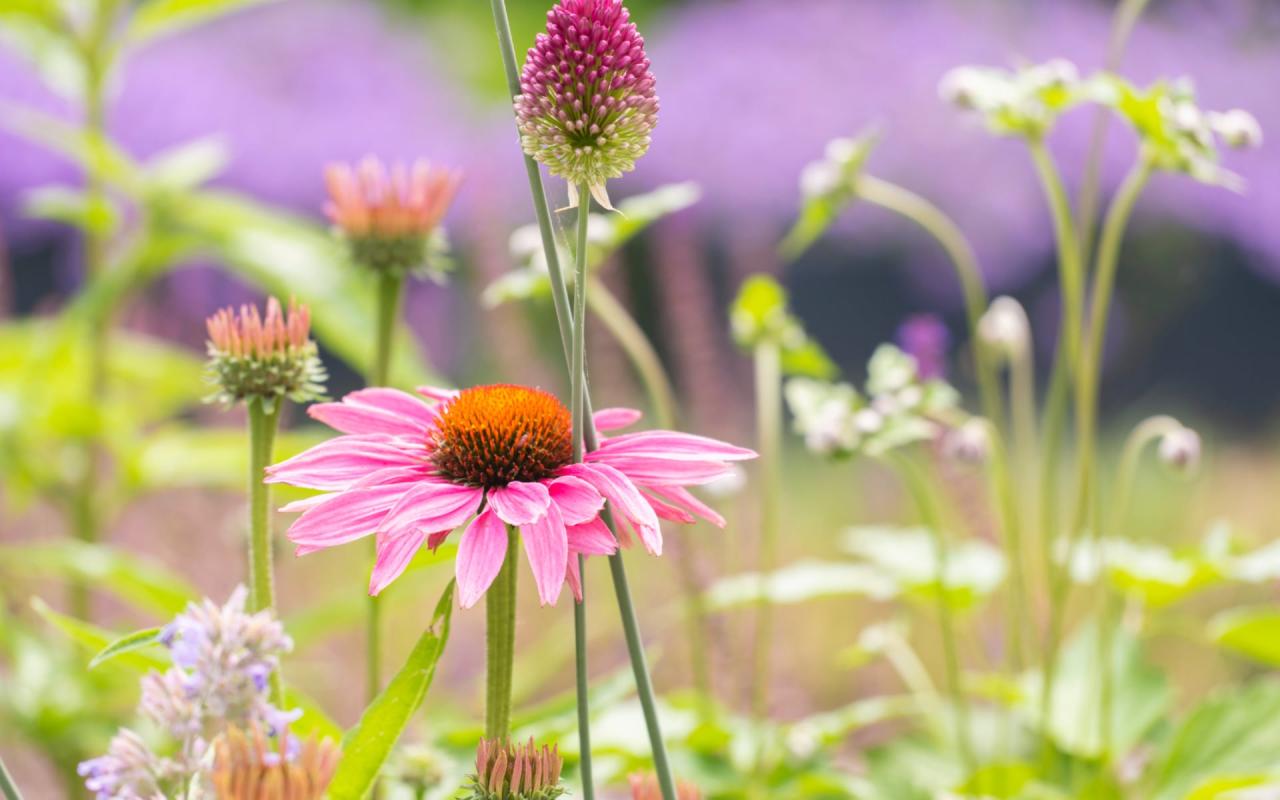 bloemen in wellness tuin