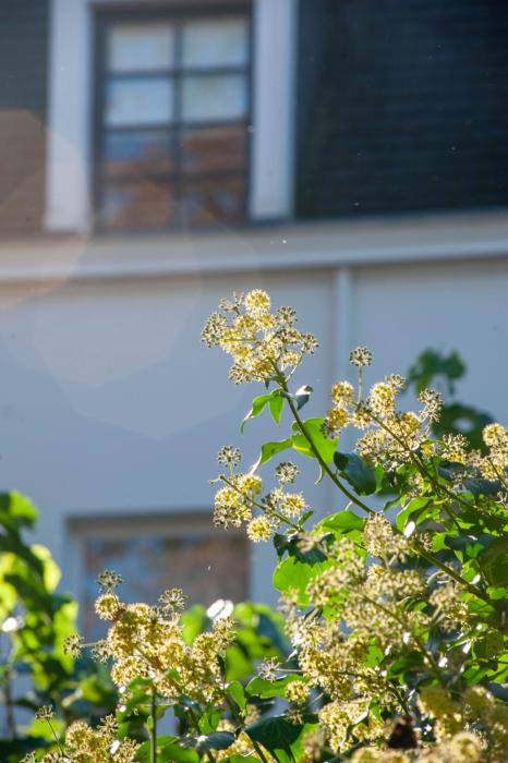 planten in stadstuin