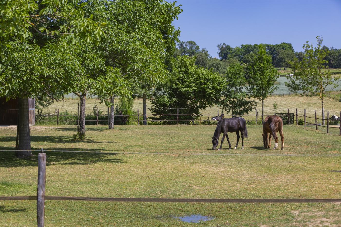 wei met paarden