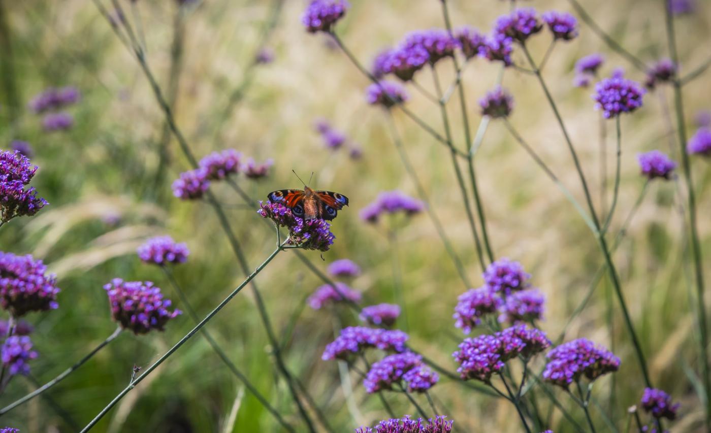 bloemen in villatuin