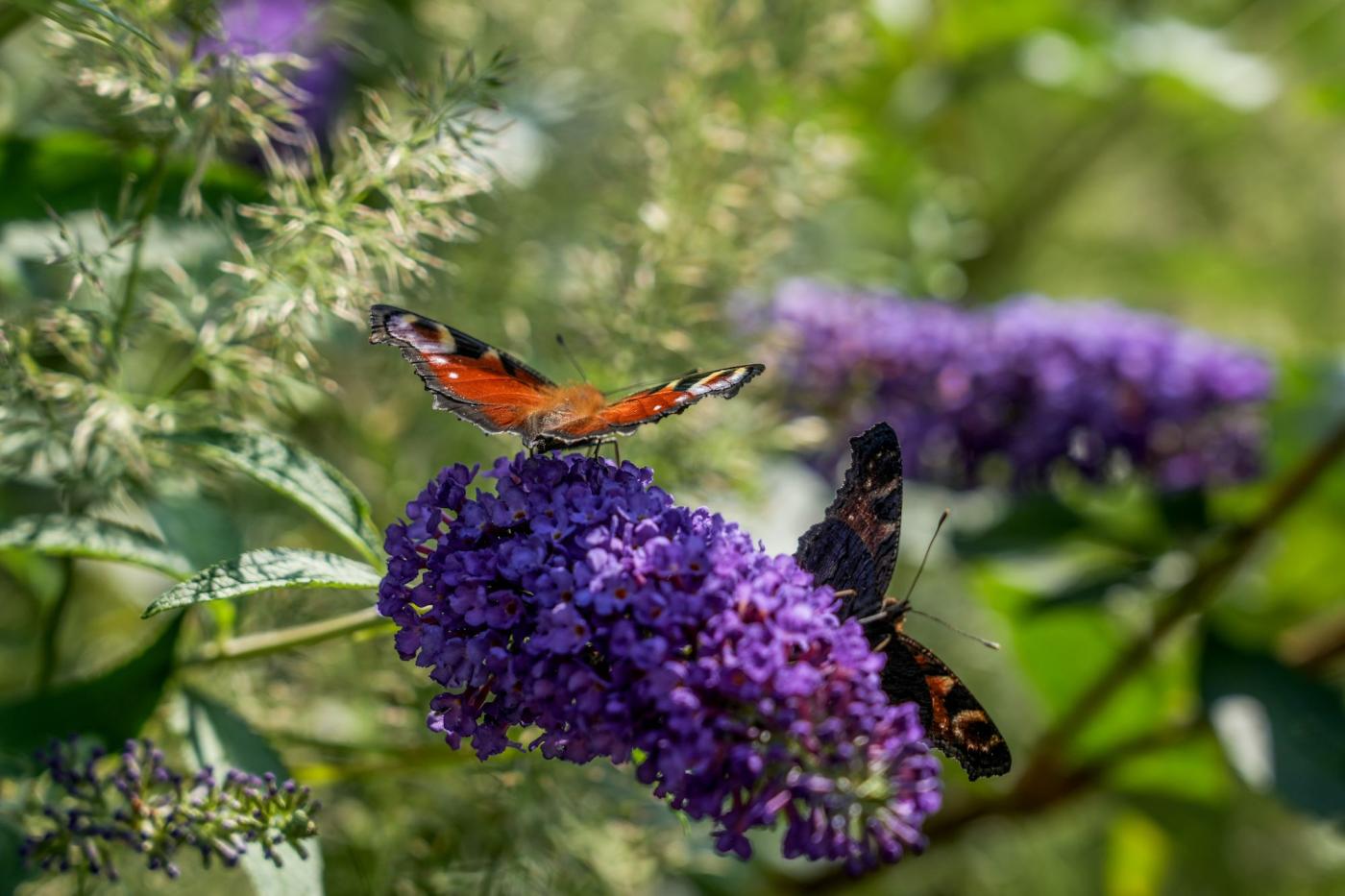 mooie bloemen