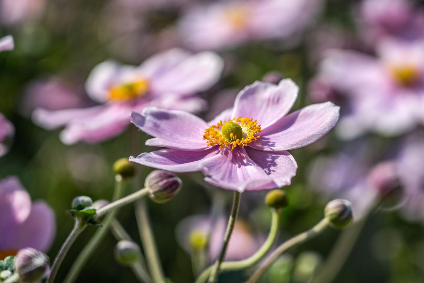 luxe bloemen