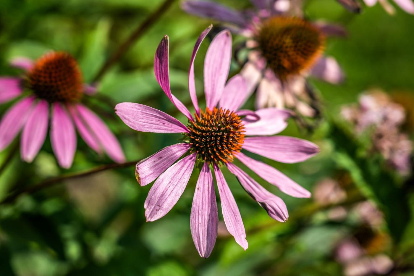 roze bloemen