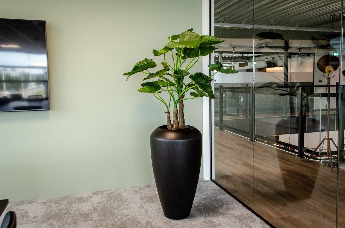 plant in kantoor