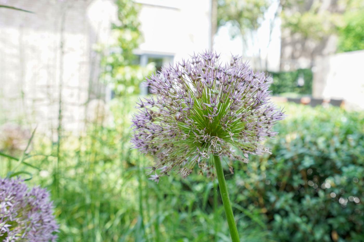 bloemen in tuin