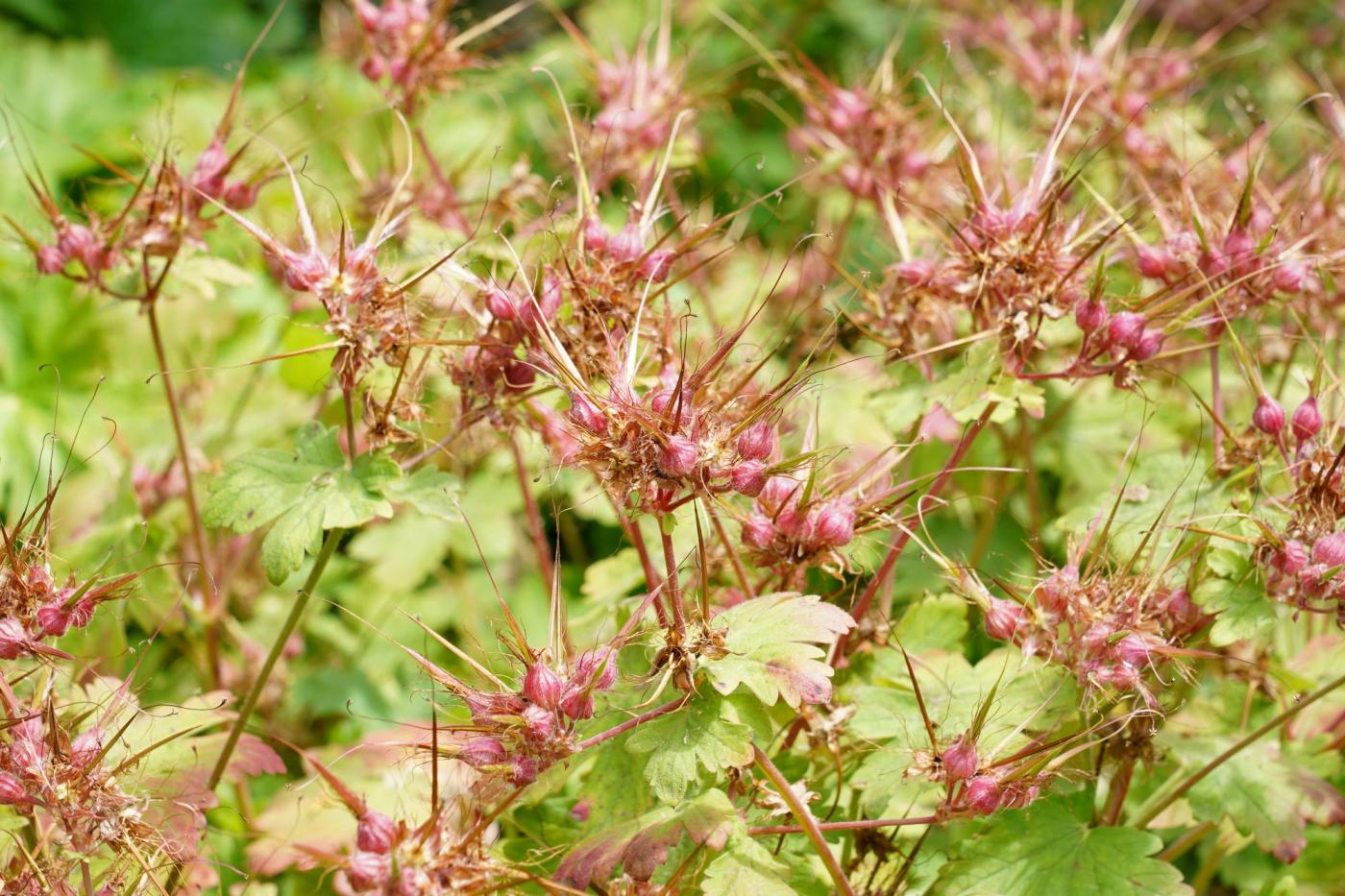 planten tuin