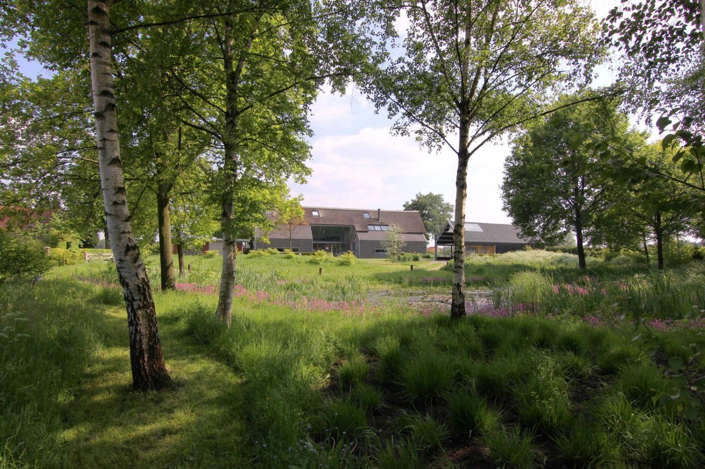 berkenbomen in tuin