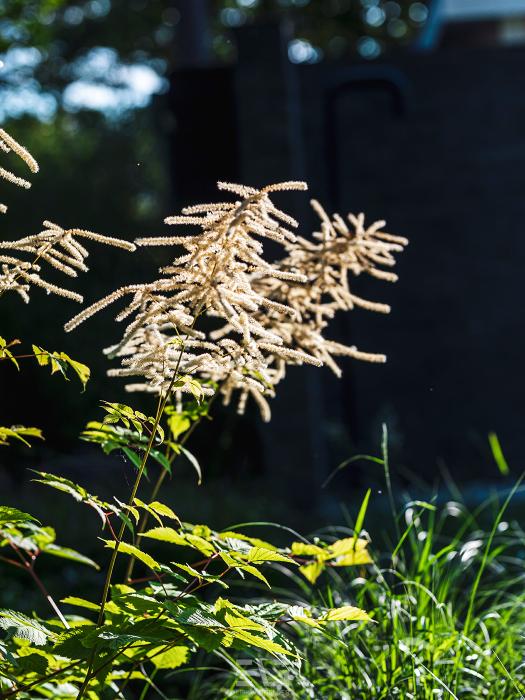 luxe planten