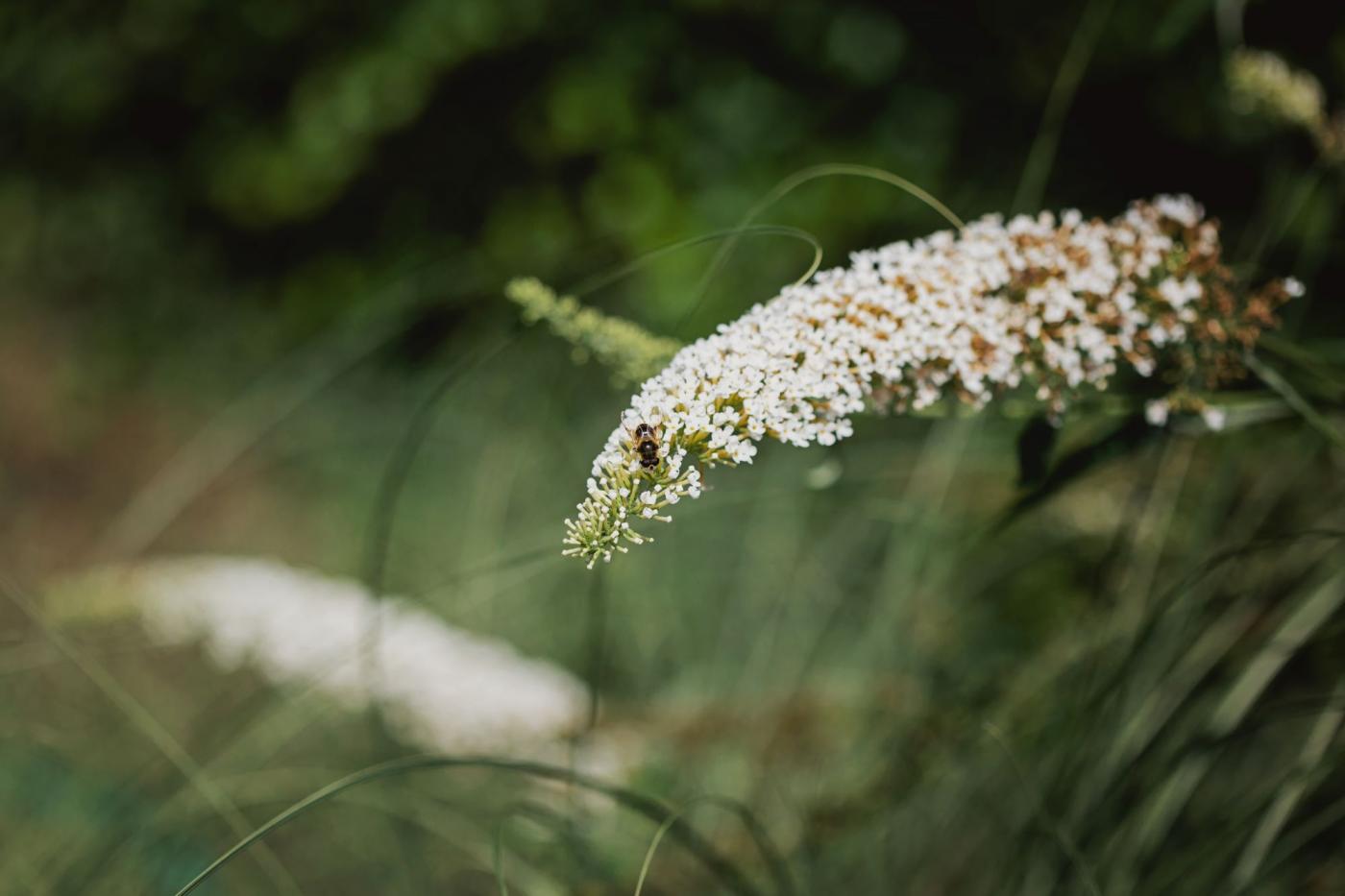 bloemen in tuin