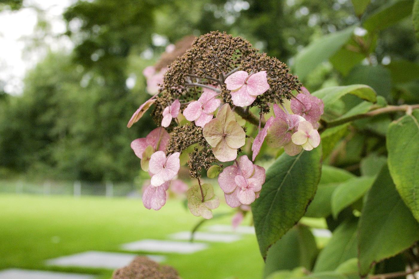 bloemen in moderne tuin