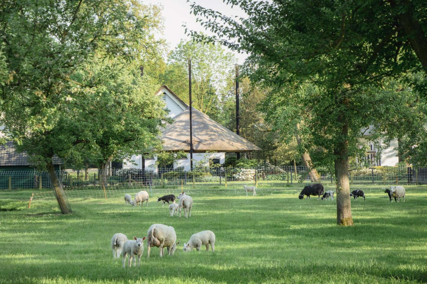 weide met schapen