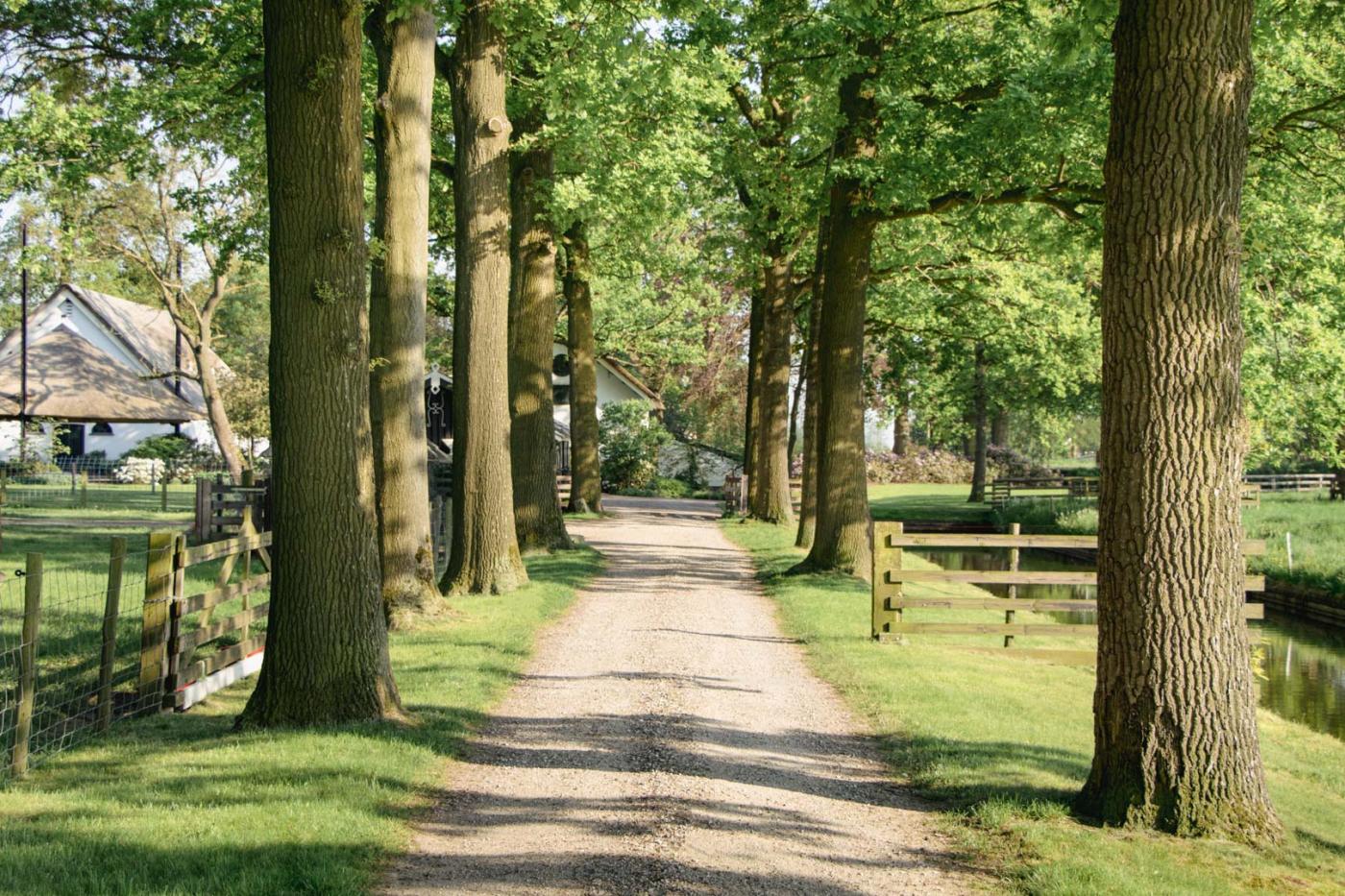 oprijlaan met bomen