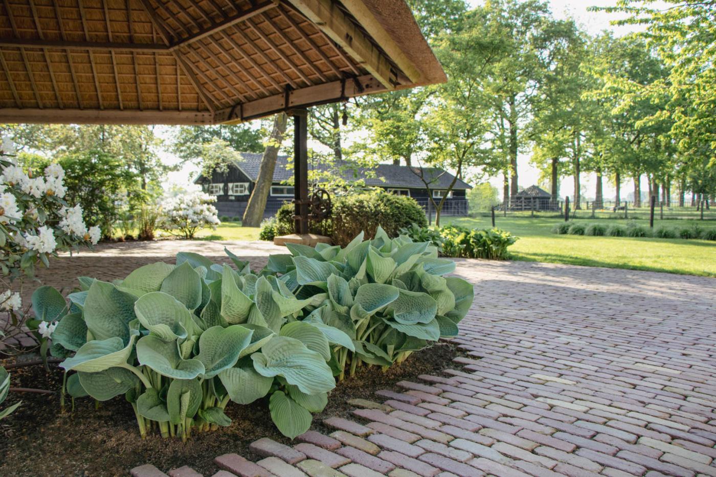 planten bij overkapping