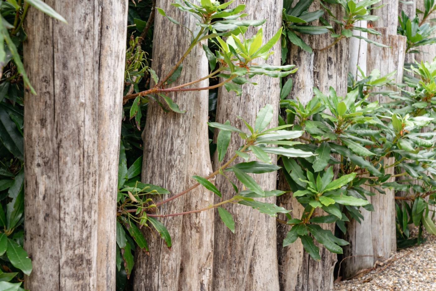 houten palen met planten