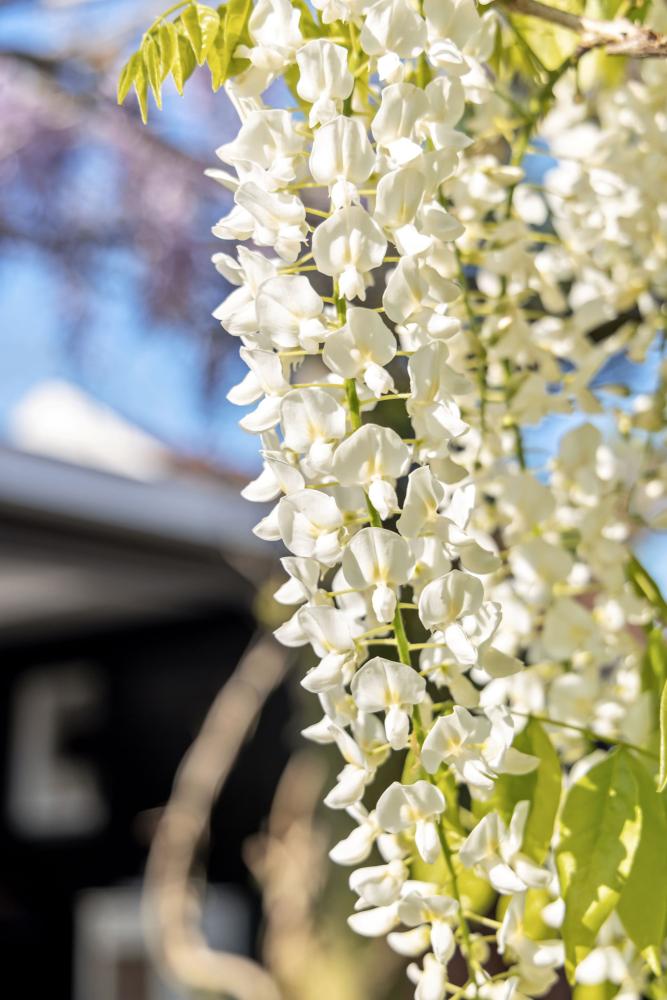 bloemen in tuin