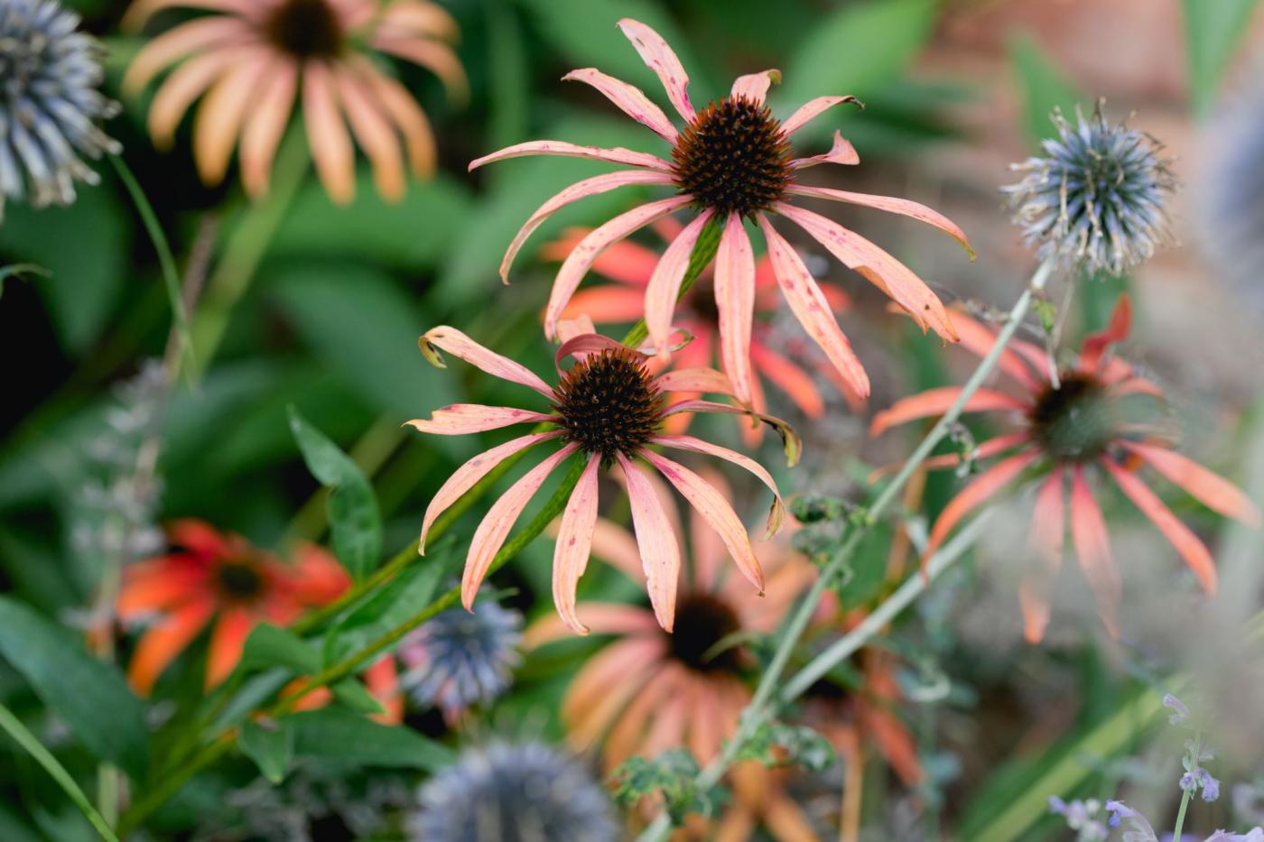 bloemen in tuin