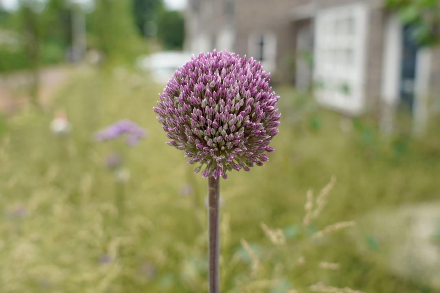 bloemen tuin