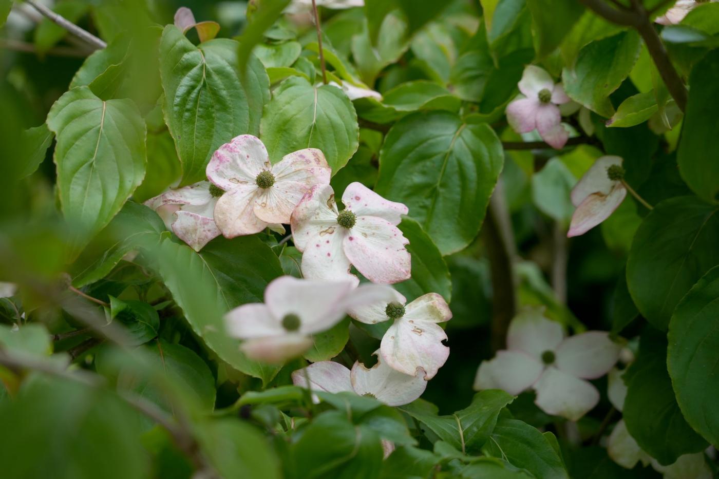 witte bloemen