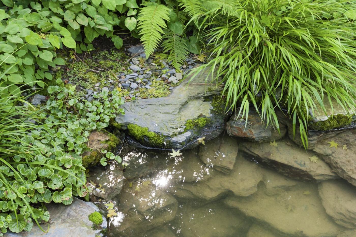 vijver in japanse tuin