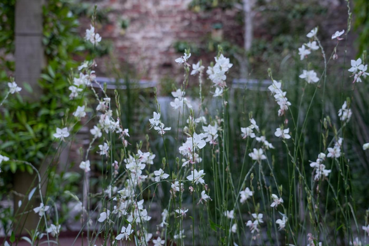 witte bloemen