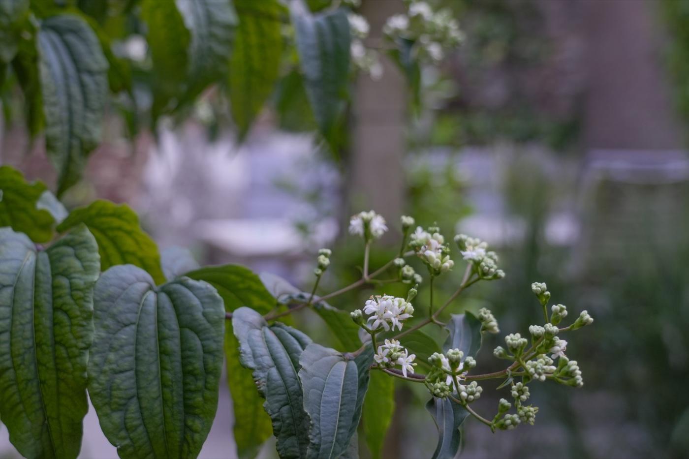 planten in tuin