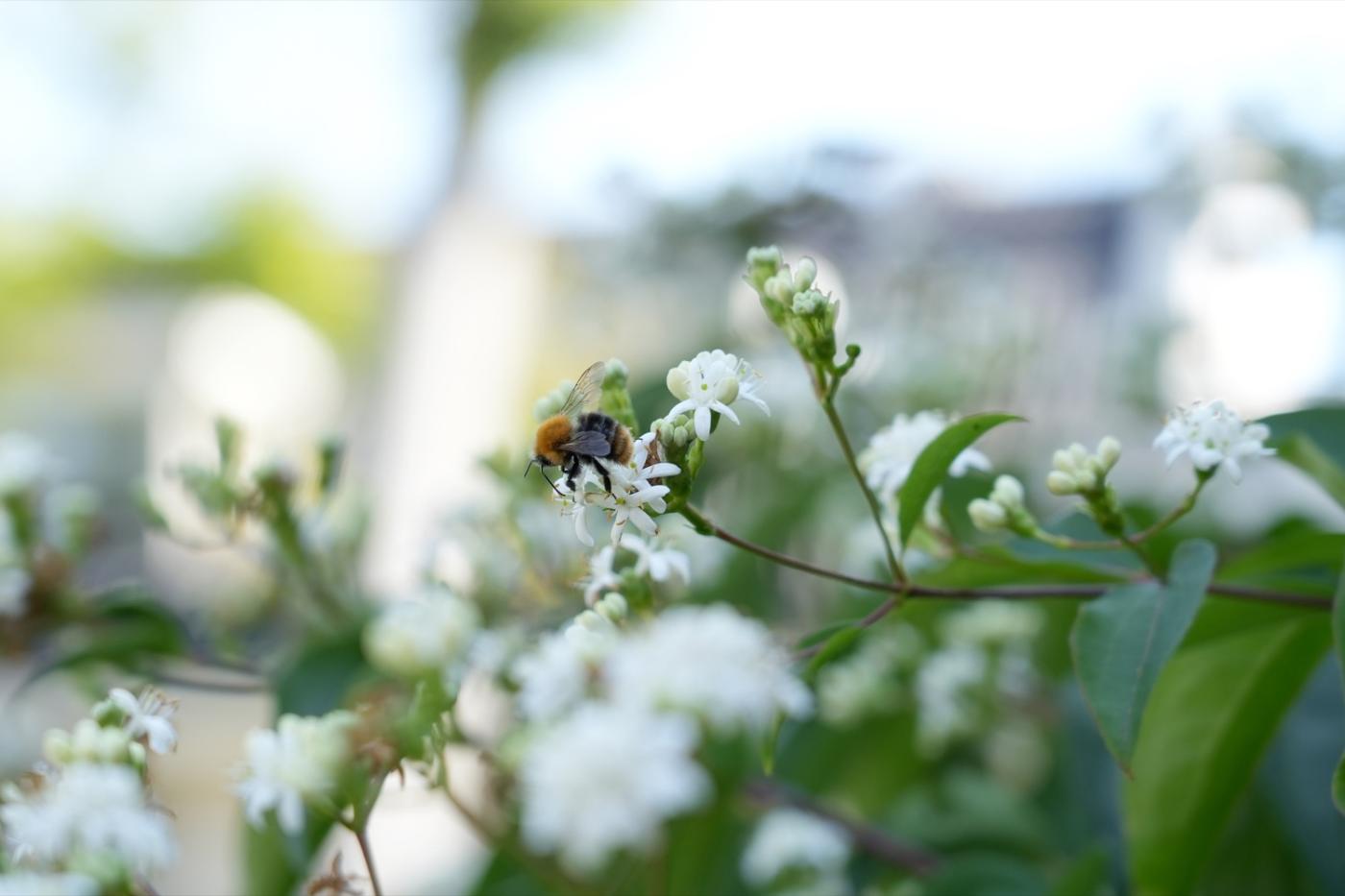 witte bloemen