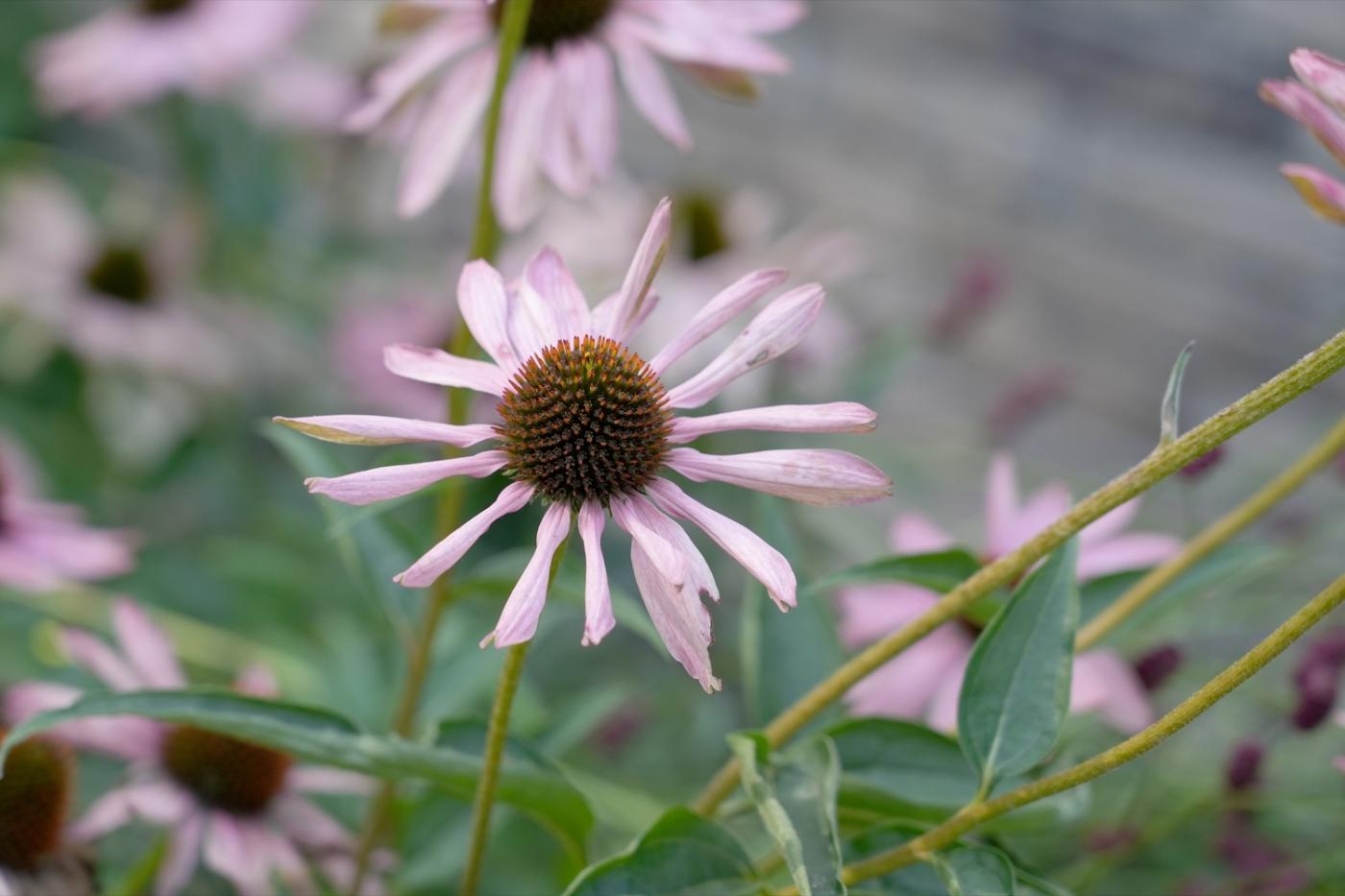 roze bloemen