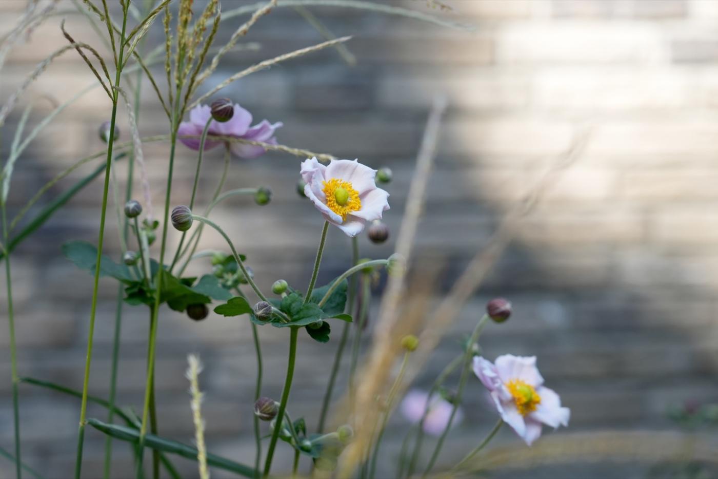 bloemen in tuin