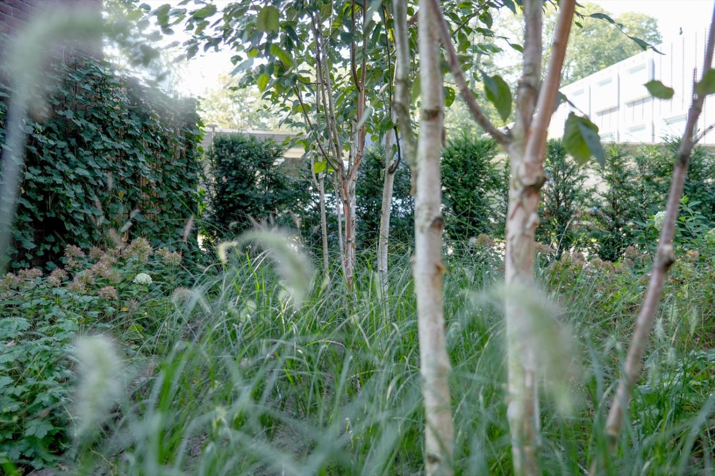 siergrassen in tuin