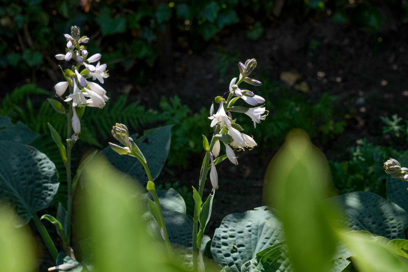 witte bloemen