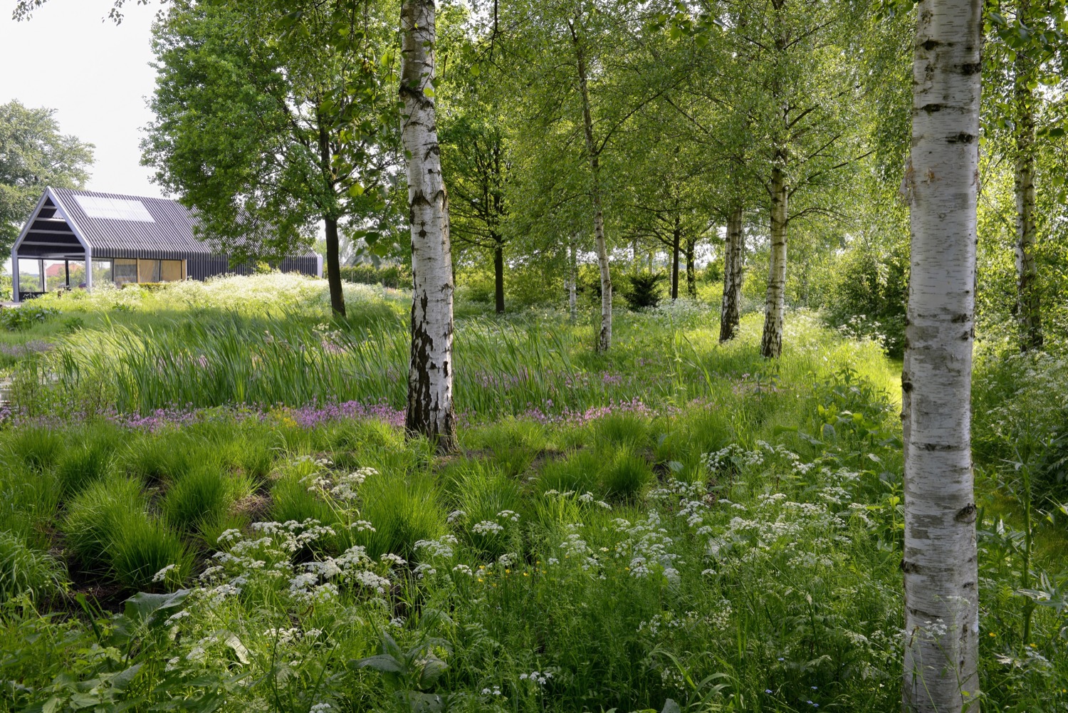 bos met berkenbomen