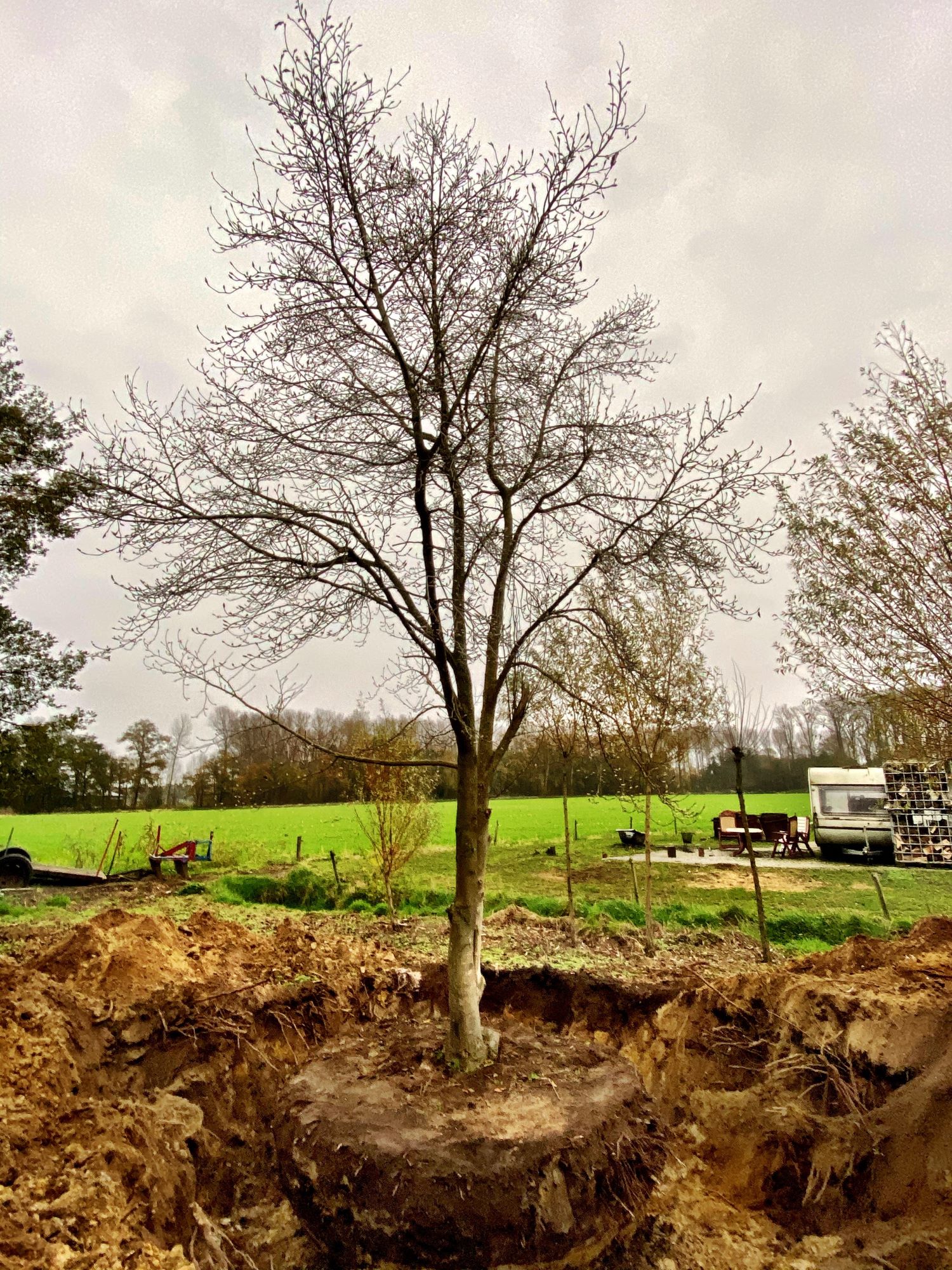 aanplanten bomen